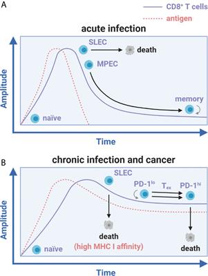 CD8+ T Cell Exhaustion in Cancer